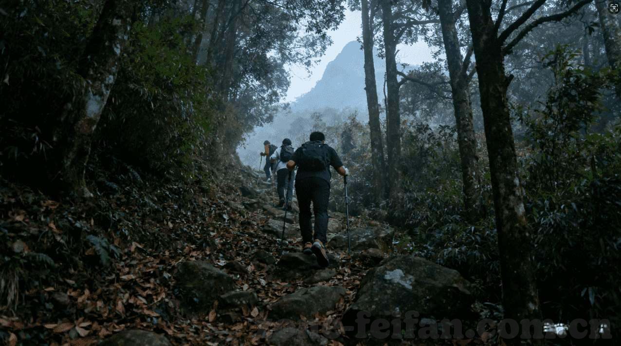 世界杯网评信息-世界杯网评信息，球迷心声与赛事热点的交汇点